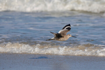 Sandpiper in flight flying in surf on sunny beach. 
