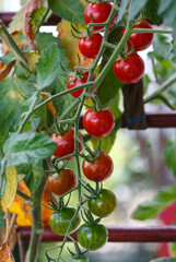 Cherry tomatoes