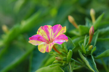 Blossom bright pink and yellow four o'clock flowers bloom gracefully, adding vibrant color to any garden landscape.