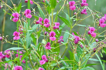 Impatiens glandulifera grows in the wild