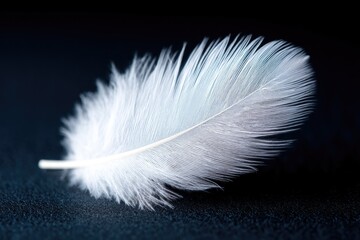 Obraz premium single white feather on plain black surface symbolizes purity and uniqueness