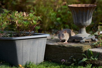 Small brown rodent perched on stone slab amidst garden foliage and decorative elements, exuding natural curiosity and adaptability