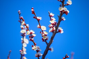 Beautiful apricot blossom, apricot blossom against a blue sky.