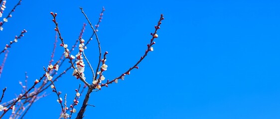 Obraz premium Beautiful apricot blossom, apricot blossom against a blue sky.