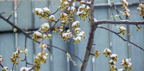Snow-covered buds on a tree branch. Snowy spring