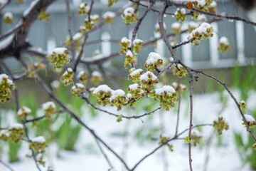 Snow-covered buds on a tree branch. Snowy spring