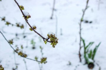 Snow-covered buds on a tree branch. Snowy spring