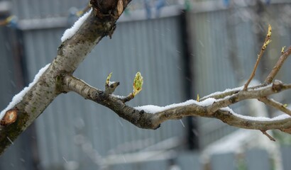 Snow-covered buds on a tree branch. Snowy spring