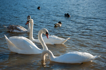 A family of swans with their babies on the shore of the pond, in the morning they swim to the camp...