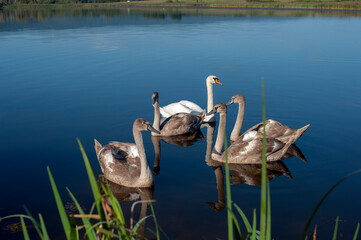 A family of swans with their babies on the shore of the pond, in the morning they swim to the camp...