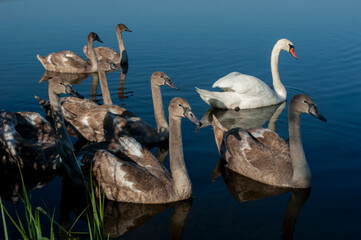 A family of swans with their babies on the shore of the pond, in the morning they swim to the camp...