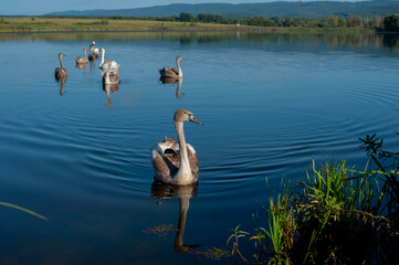 A family of swans with their babies on the shore of the pond, in the morning they swim to the camp...