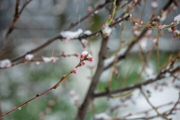 Snow-covered buds on a tree branch. Snowy spring