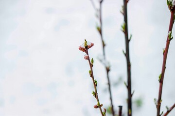 Snow-covered buds on a tree branch. Snowy spring