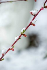 Snow-covered buds on a tree branch. Snowy spring