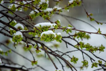 Snow-covered buds on a tree branch. Snowy spring