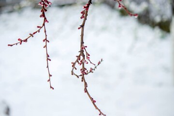 Snow-covered buds on a tree branch. Snowy spring