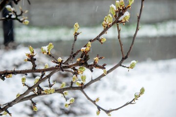 Snow-covered buds on a tree branch. Snowy spring