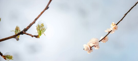 Snow-covered buds on a tree branch. Snowy spring