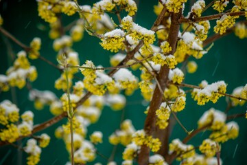 Snow-covered buds on a tree branch. Snowy spring