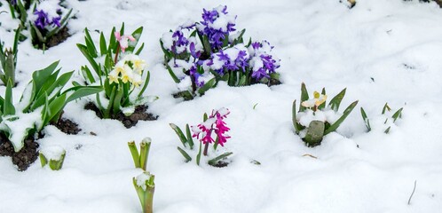 Flowers under the snow in spring. snowy spring. © Anna