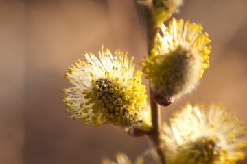 beautiful willow blossom in spring