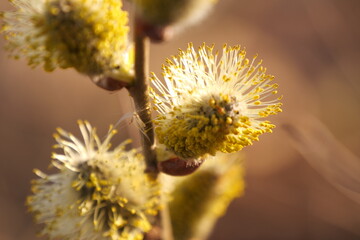 beautiful willow blossom in spring