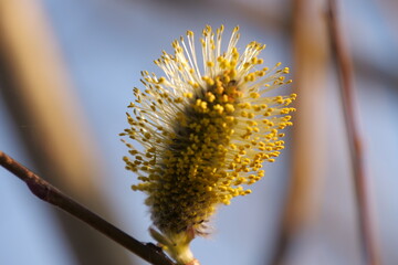beautiful willow blossom in spring