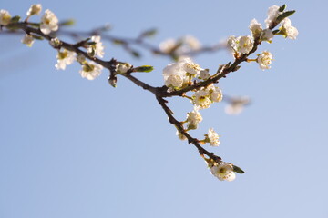 snow on a blossoming fruit tree