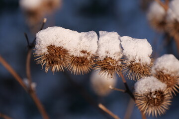 snow on burdock seeds close up