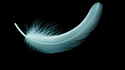 A single pale blue feather against a stark black background