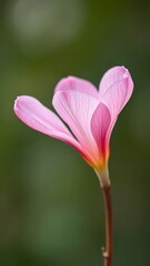 Fototapeta premium Delicate pink petals unfurl on a solitary stem, isolated, bloom