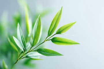 Fototapeta premium close-up of delicate chinese bamboo plant