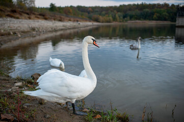 white swan paws on the ice reflecting