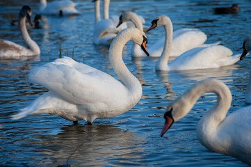 white swan paws on the ice reflecting