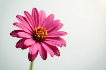 Flower in a shallow depth of field on white background, depth of field, optical