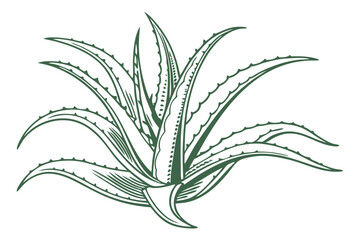 Aloe Vera Plant Detailed Vector Illustration for Botanical and Herbal Uses