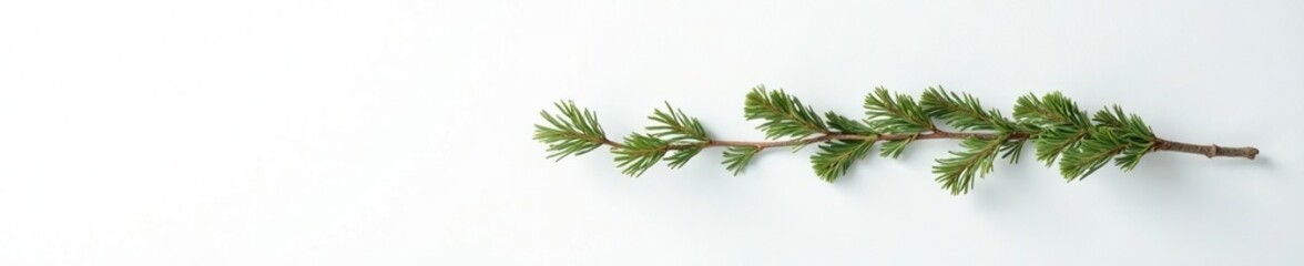 A single pine branch stretches from the floor to the ceiling on a white wall, pine, surface, height