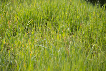 Fresh green spring grass growing in sunlight
