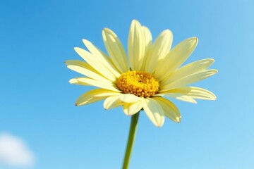 Single isolated daisy on white background against blue sky, flowers in detail, flower stems, floral