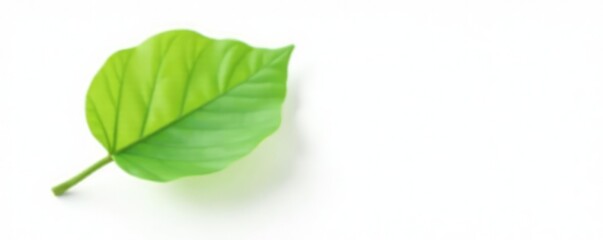 Fototapeta premium Single isolated green leaf on white background, solitary, organic, plant