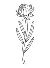 Obraz premium Closed wildflower bud with anthers, line art style. Blooming wild plant coreopsis, meadow flower, contour. Botanical elements for design projects, ink outline. Detailed floral vector illustration