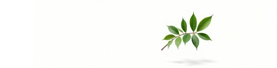 Obraz premium Single isolated tree branch against white backdrop, simple, single element, modern