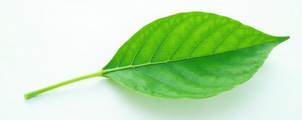 Single large leaf on a white surface with veins, solitary, background, leaf