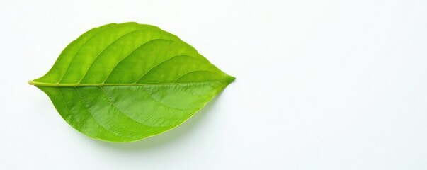 Fototapeta premium Single leaf isolated on white background with slight texture, leaves, nature