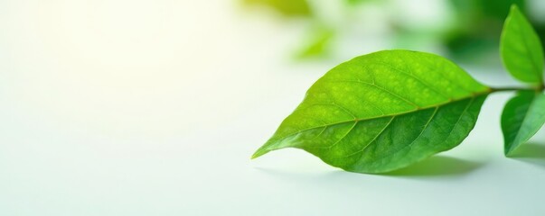 Single leaf on white background with soft focus effect and warm lighting, leaves, botanical