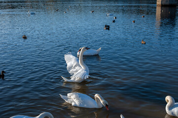 the swan spreads its wings on the shore of the lake under the bright sun