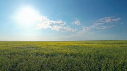 Obraz premium Sunny Day Over Vast Green And Yellow Field