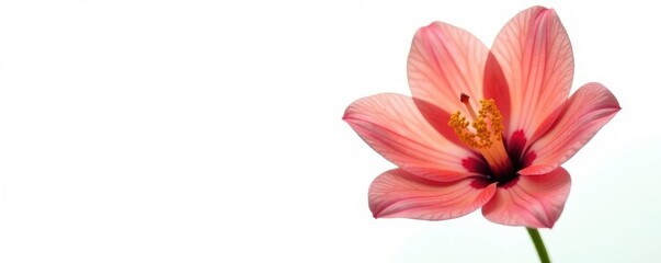 Fototapeta premium Stunning single flower on white background with bold shape and striking colors, garden, floral, blossom