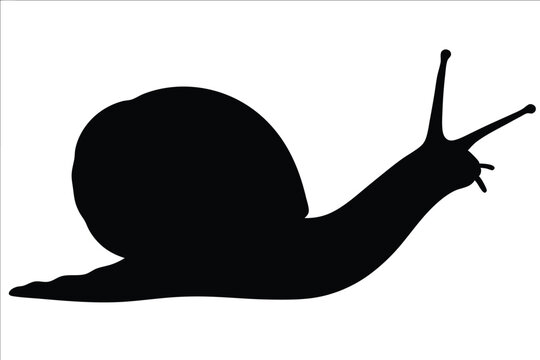 recommend clip art: Snail silhouette vector, Sea Snail black icon